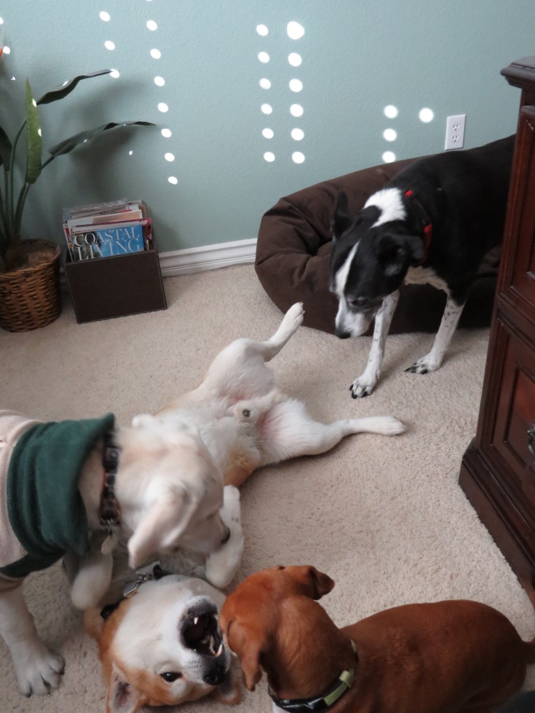 Dog Sitting, Dec 2013 (110)