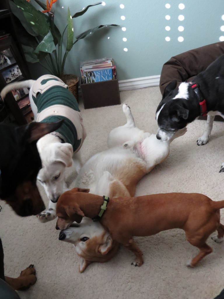 Dog Sitting, Dec 2013 (115)