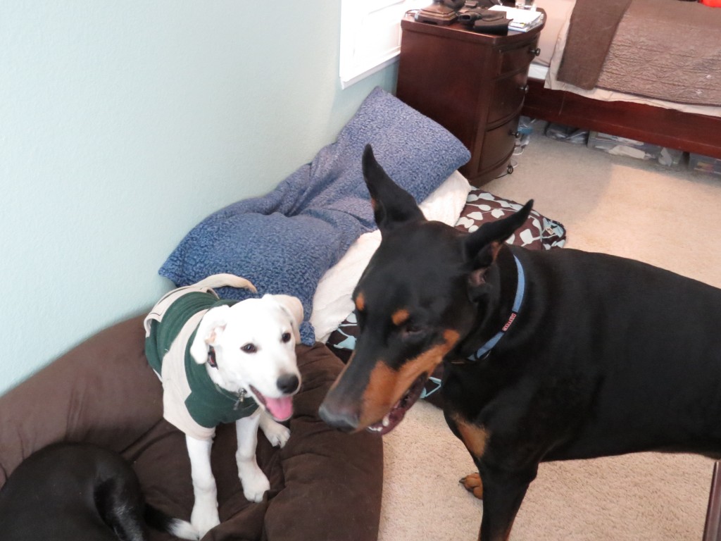 Dog Sitting, Dec 2013 (28)