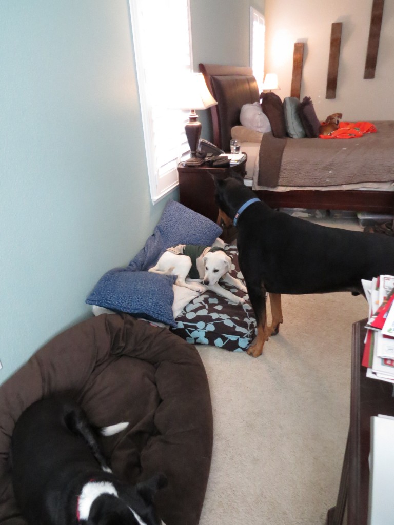 Dog Sitting, Dec 2013 (3)