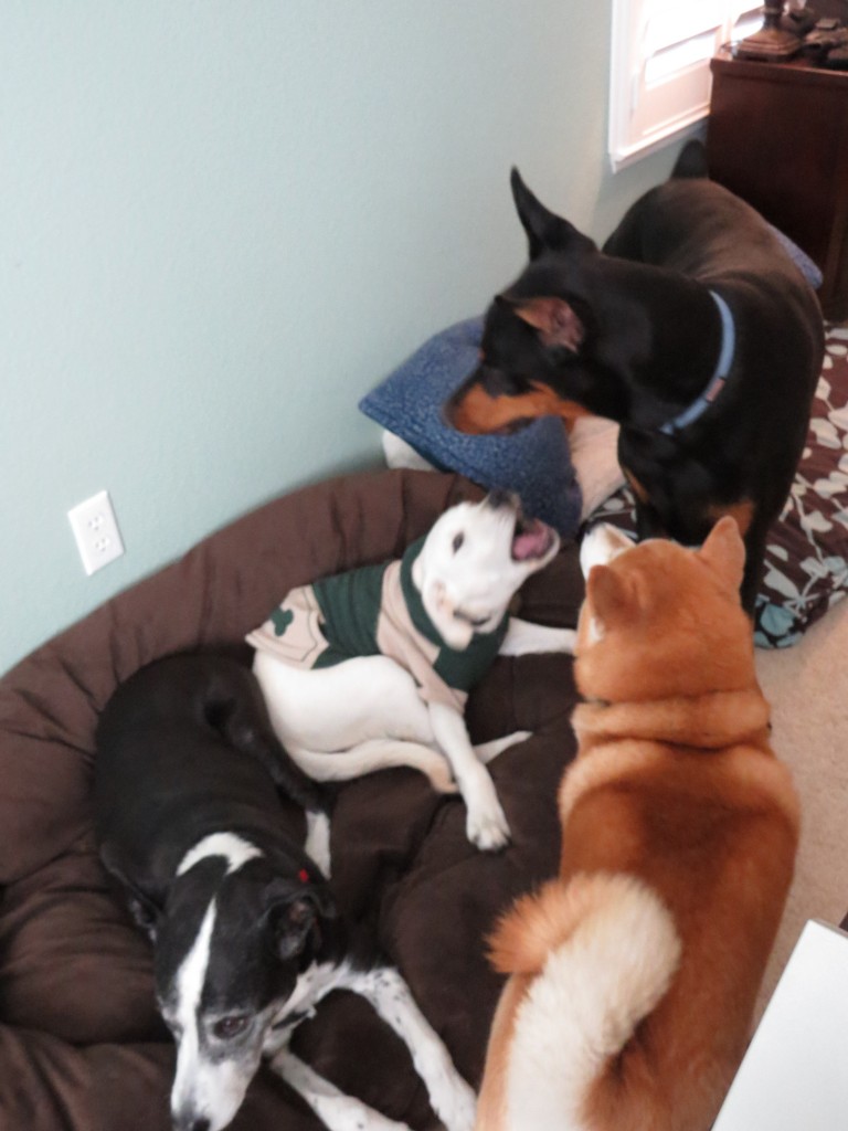 Dog Sitting, Dec 2013 (50)