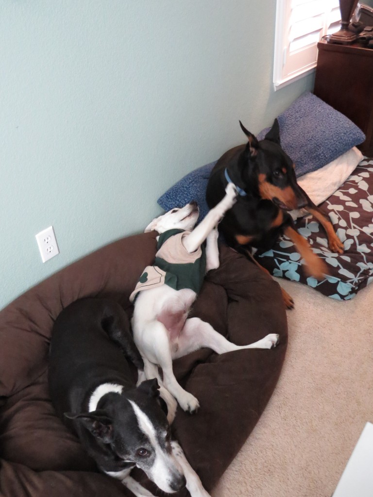 Dog Sitting, Dec 2013 (51)