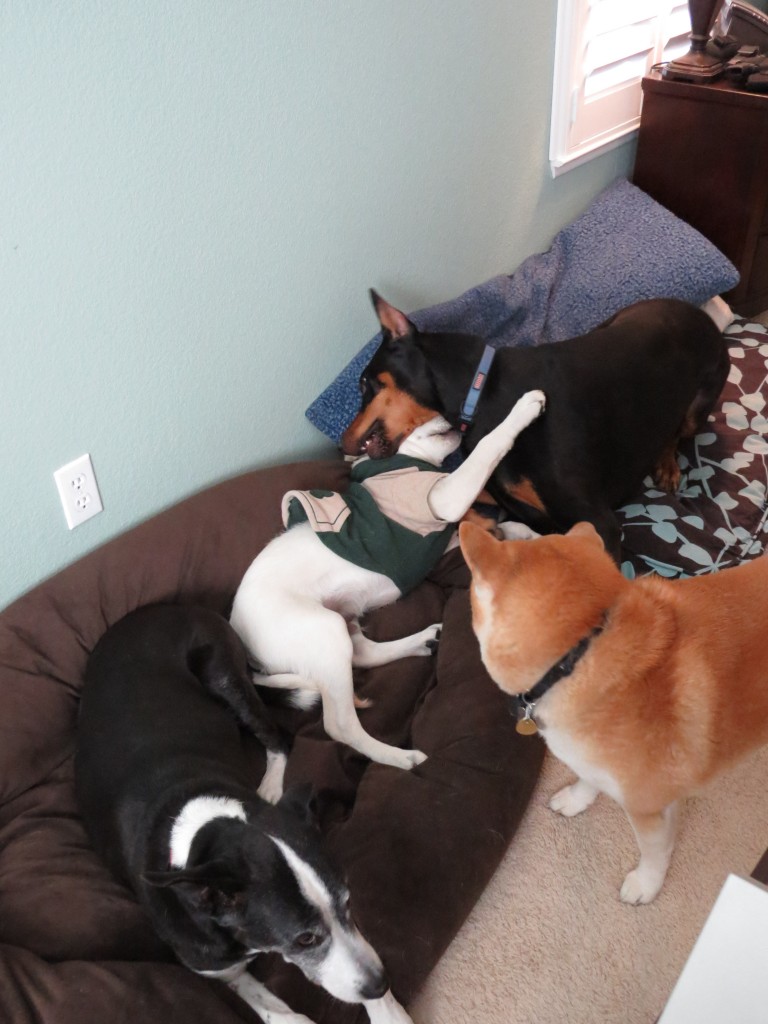 Dog Sitting, Dec 2013 (57)