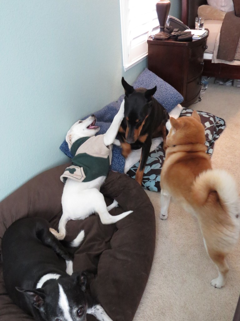 Dog Sitting, Dec 2013 (60)