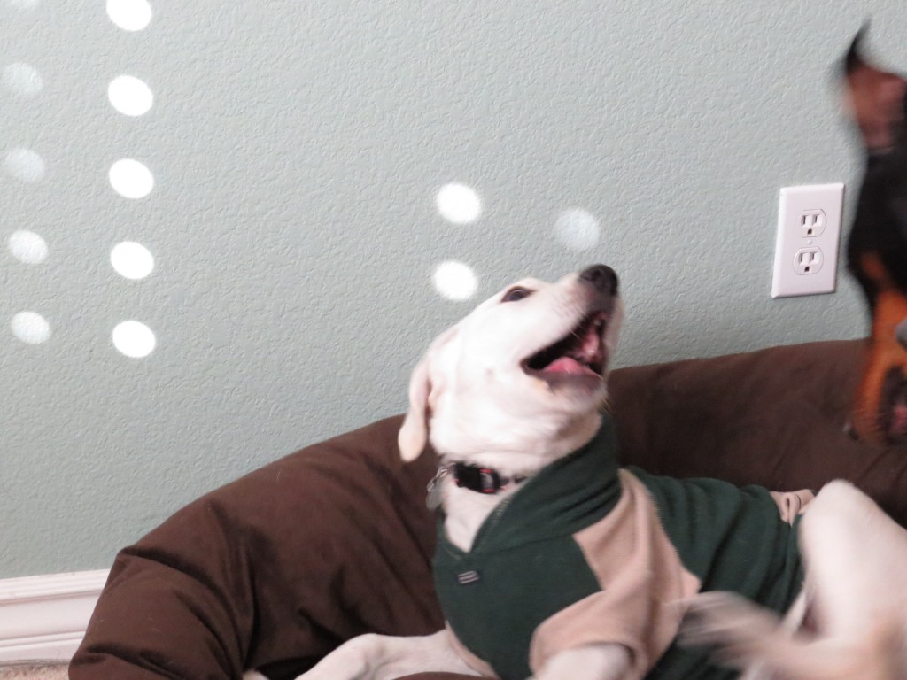 Dog Sitting, Dec 2013 (75)