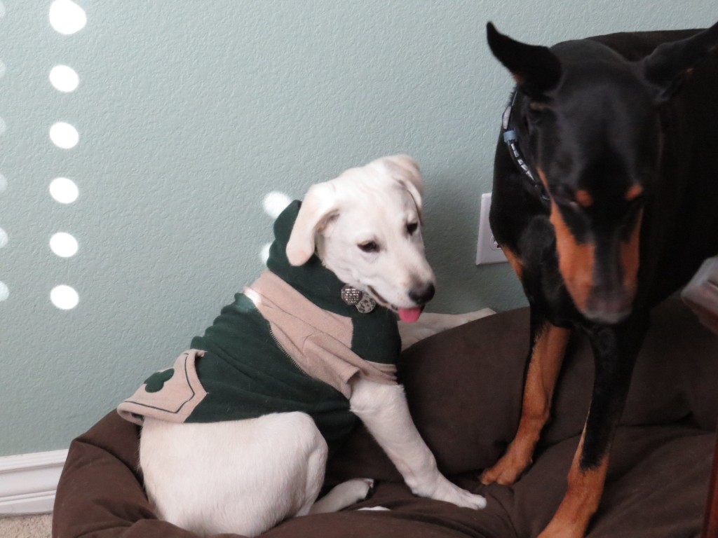 Dog Sitting, Dec 2013 (80)