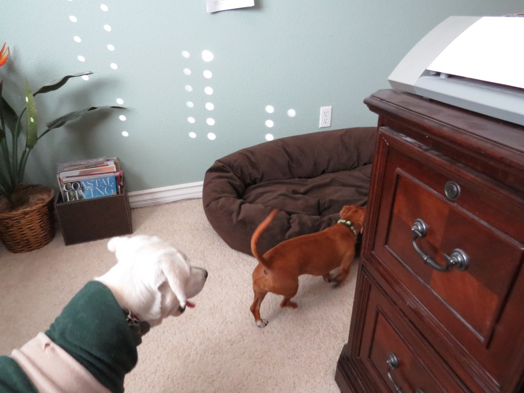 Dog Sitting, Dec 2013 (82)