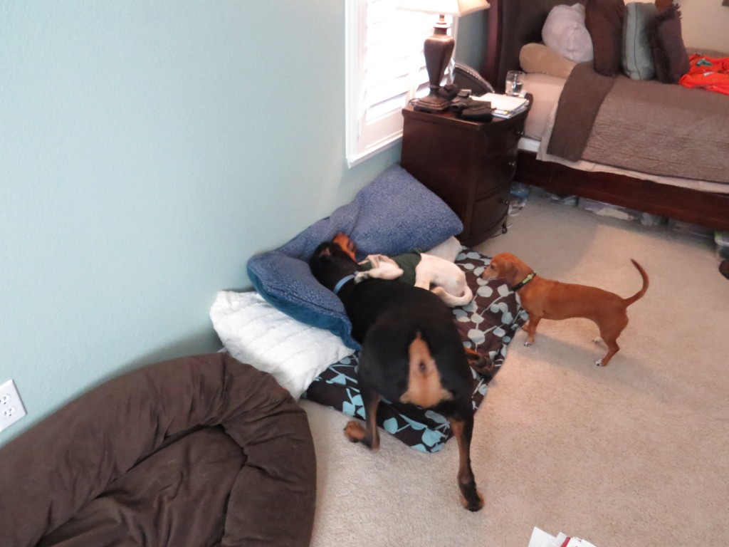 Dog Sitting, Dec 2013 (87)