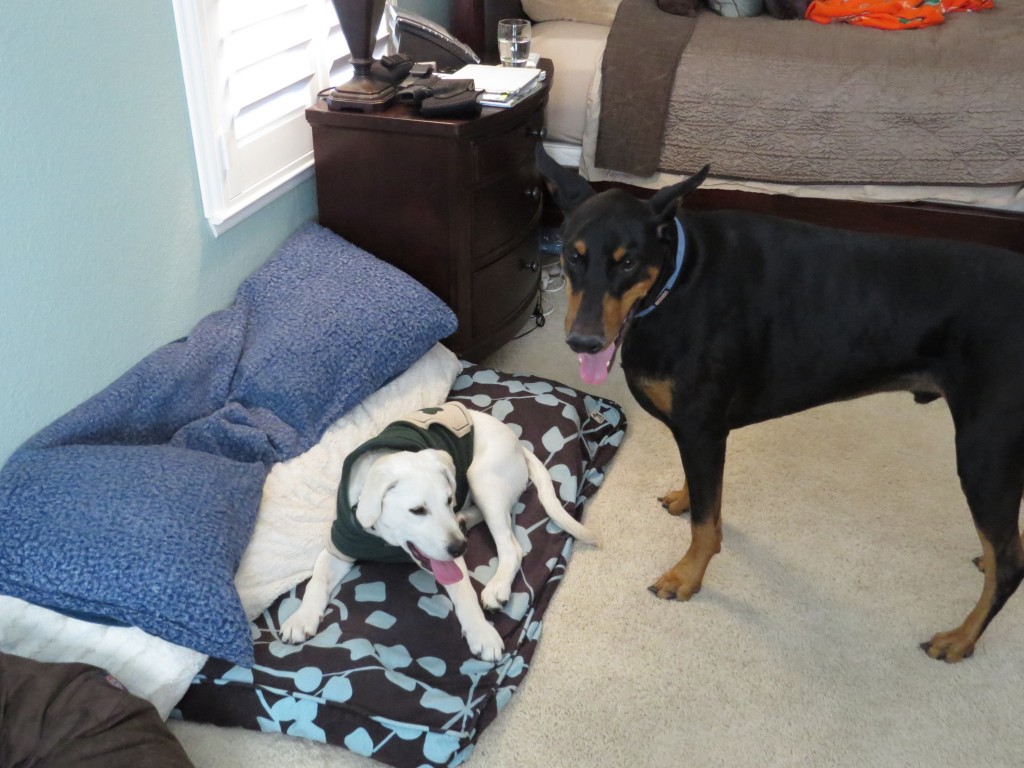 Dog Sitting, Dec 2013 (92)
