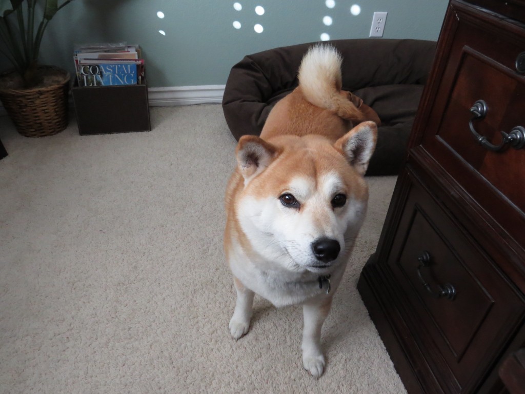 Dog Sitting, Dec 2013 (98)